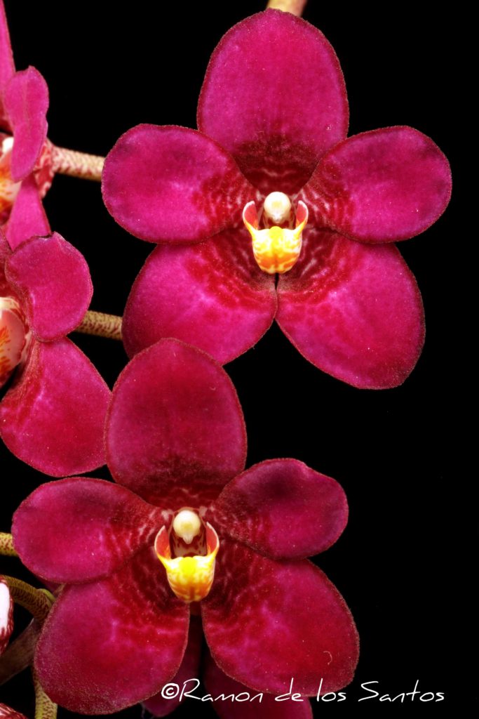 Sarco. Kulnura Ballerina 'Bonheur'
