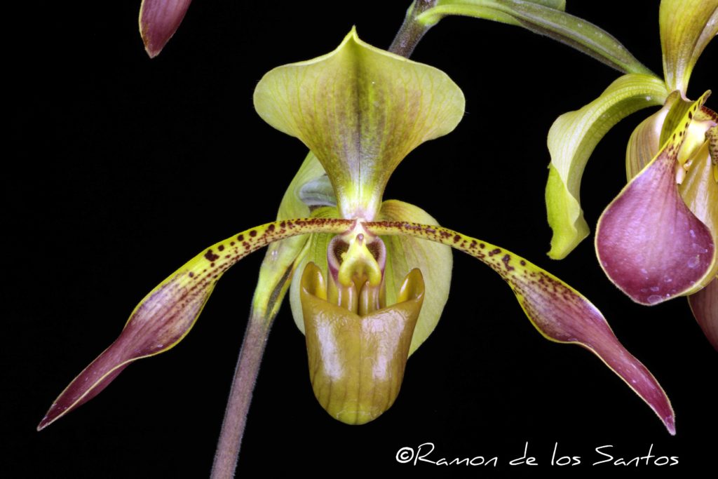 Paph. lowii 'Alsace'