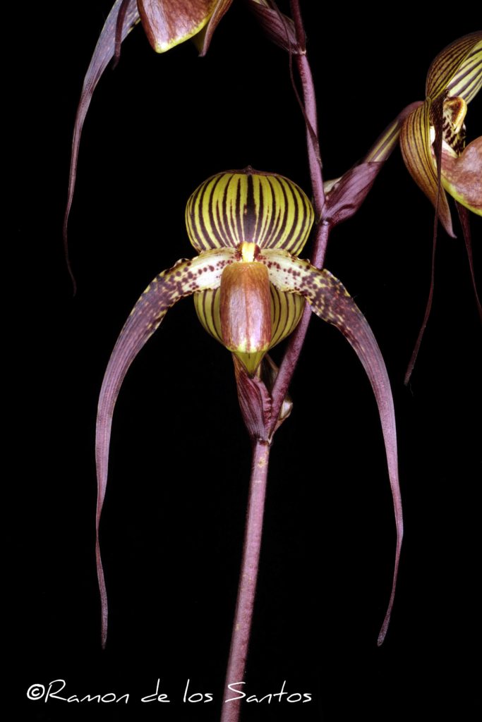 Paph. Shih-Yueh Sunlight 'Bagairt'