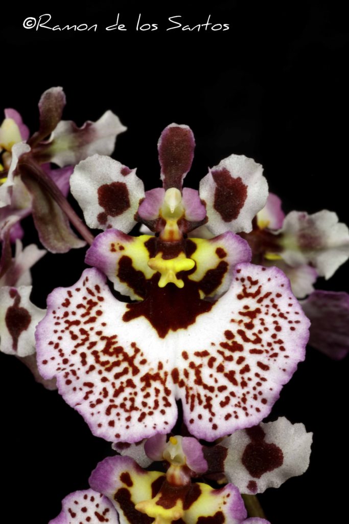 Tolumnia Jairak Firm 'Brown Brush'