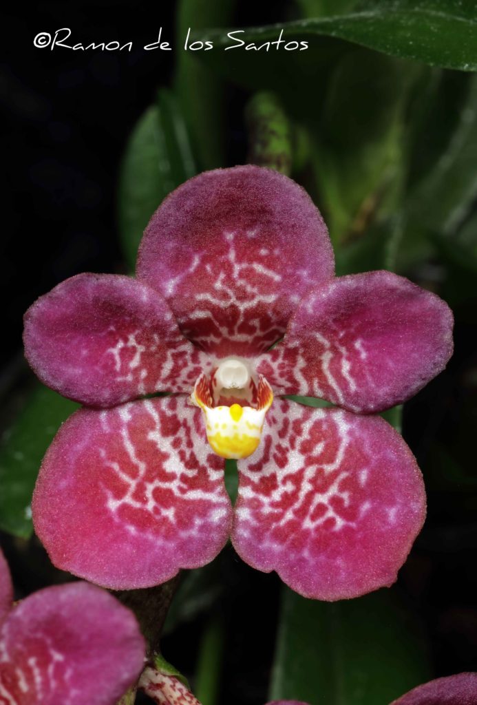 Sarco. Susie 'Kiki'