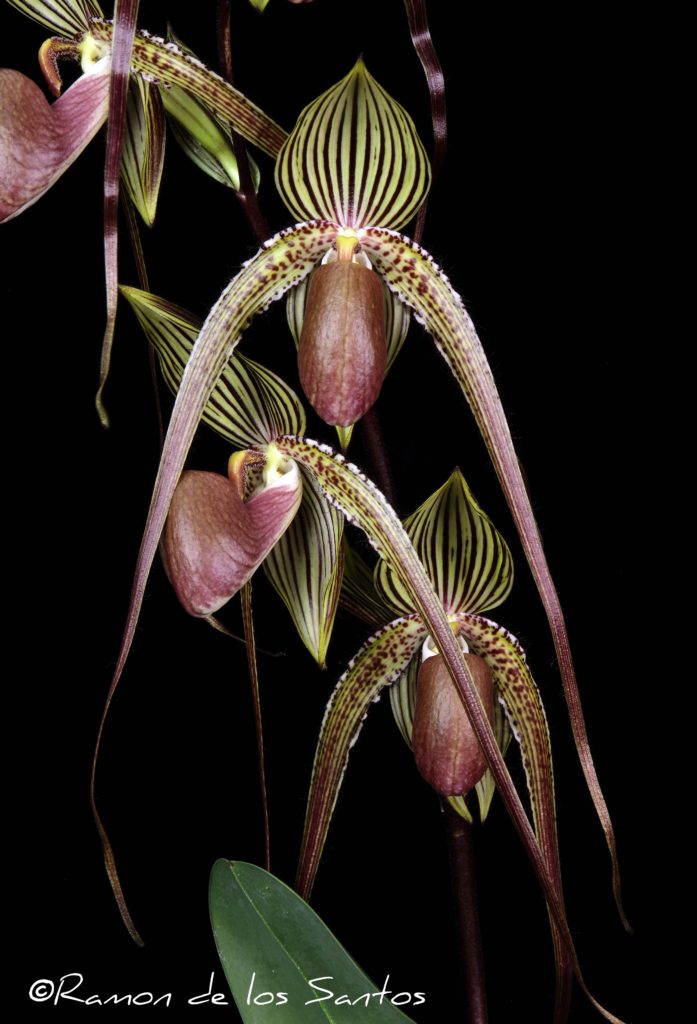 Paph. Hilo Prince 'Medusa'