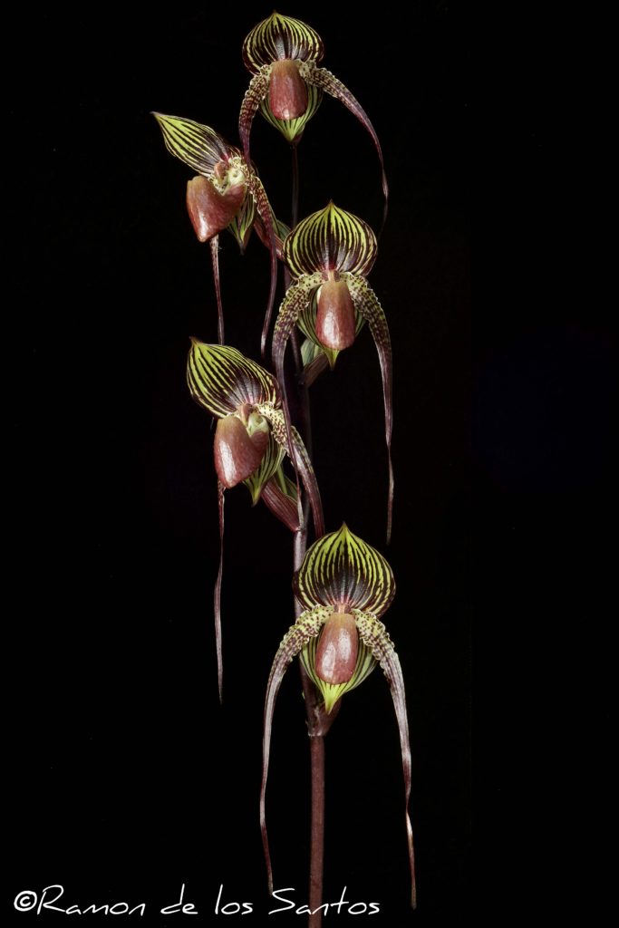 Paph. Johanna Burkhardt 'Anitchka'