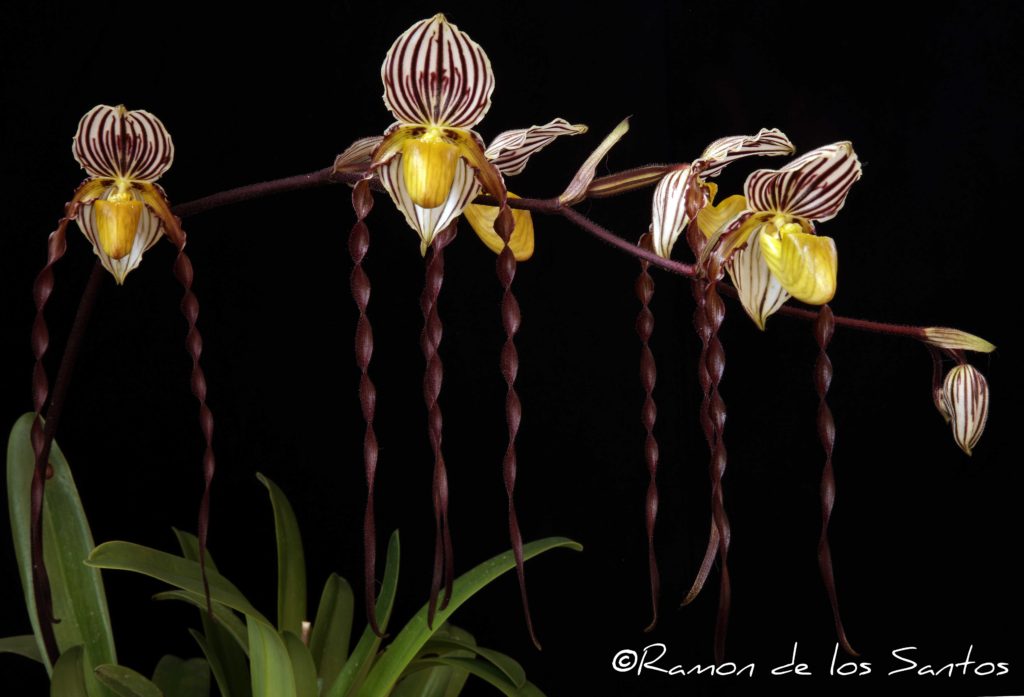 Paph. philippinense 'Hector'