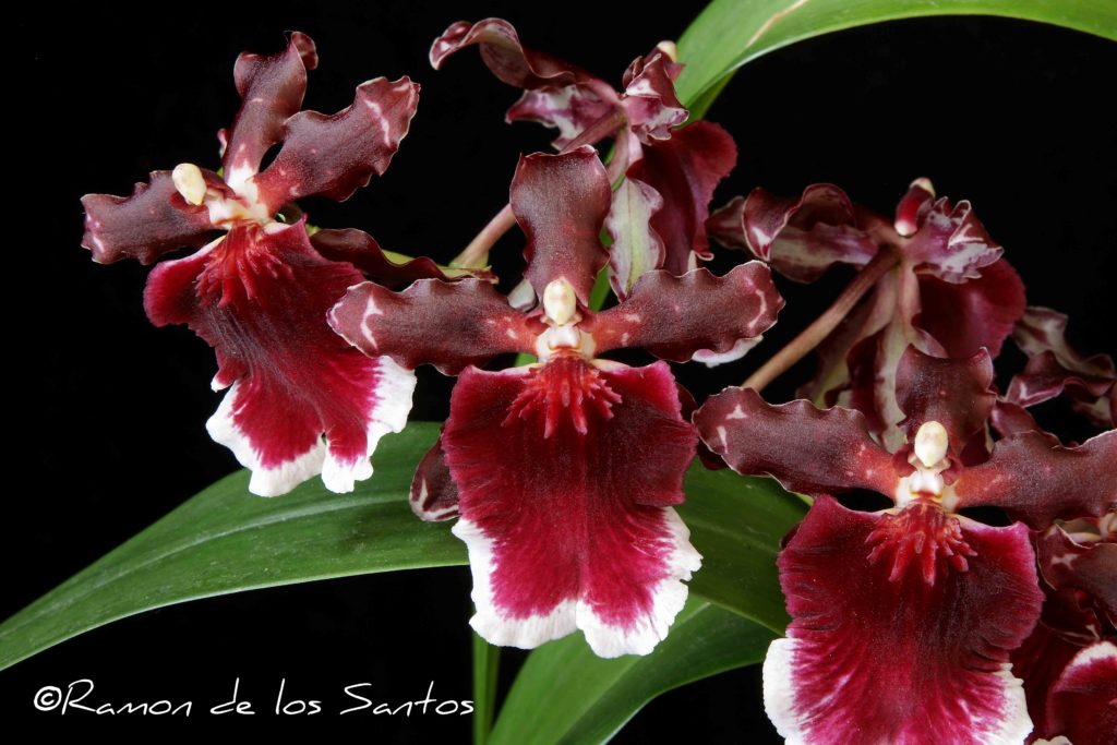 Onc. Burgundian '#2'
