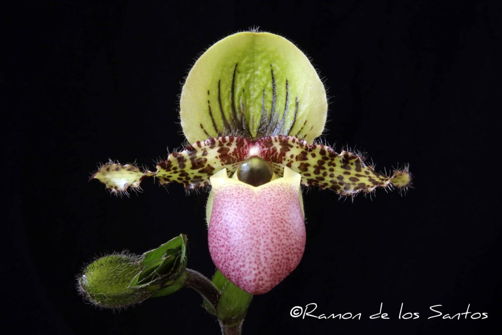 Paph. victoria-regina 'Betty'
