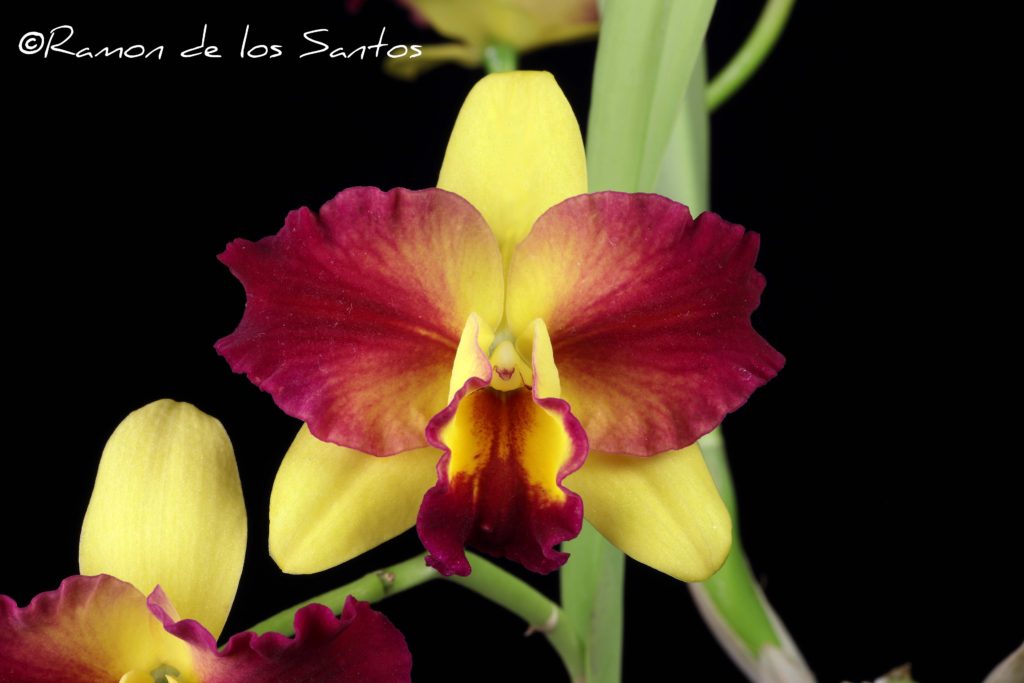 Rth. Oscar Wedegaertner  'Macko Macko'