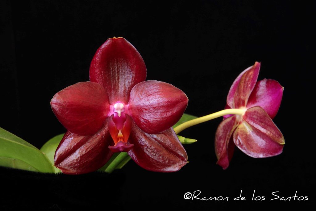 Phal. Zheng Min Cherry ' Peter Lin'