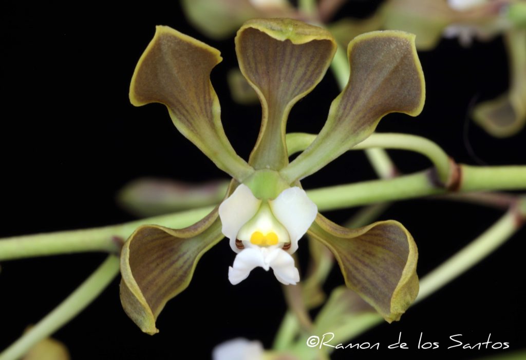 Enc. selligera 'Cecilia'