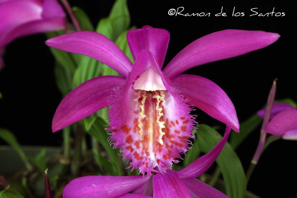Pleione pleionoides 'Hendrelien'