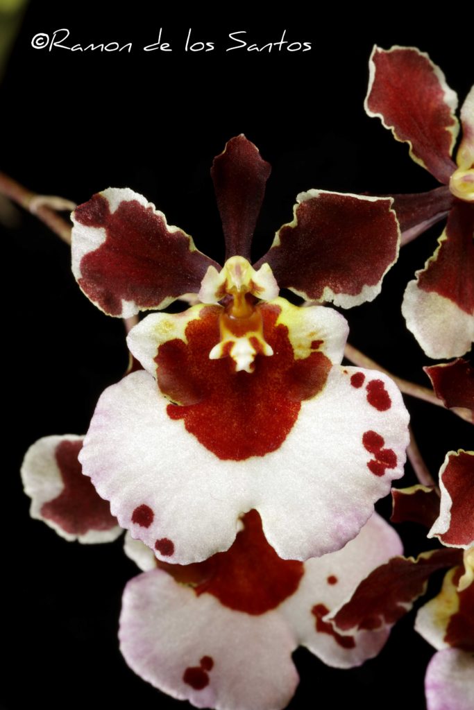 Zelumguezia Orchidom Outstanding Beauty 'Macko Macko'