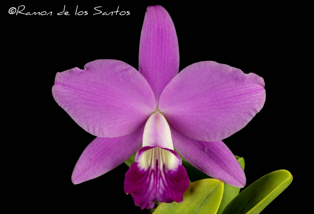 C. sincorana 'Rola A'