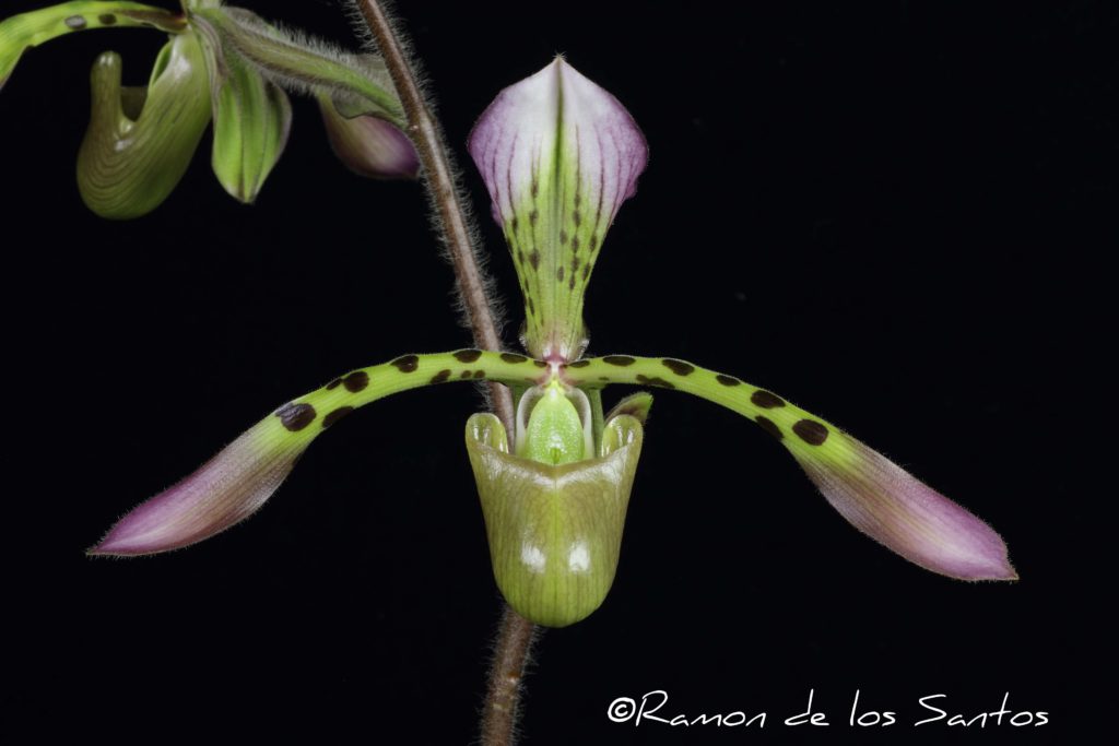 Paph. haynaldianum 'Sweetwater Rush'