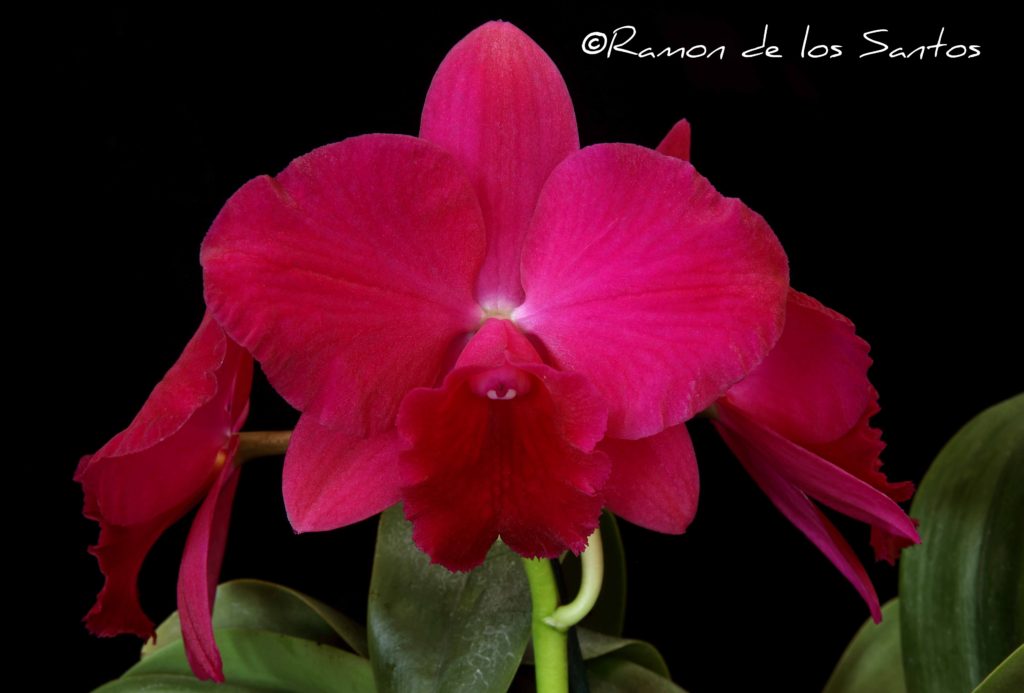 C. Nancy Ann 'Showtime'