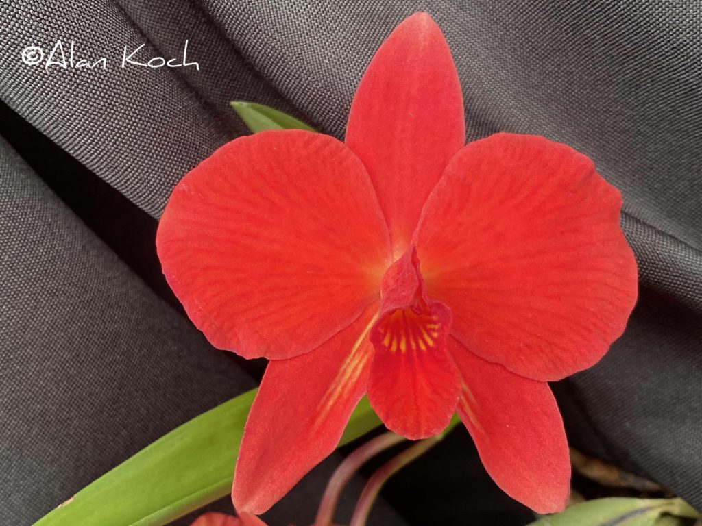C. Minipet 'Grass Valley'