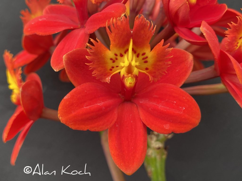 Epi. Pacific Bandito 'Cabernet'