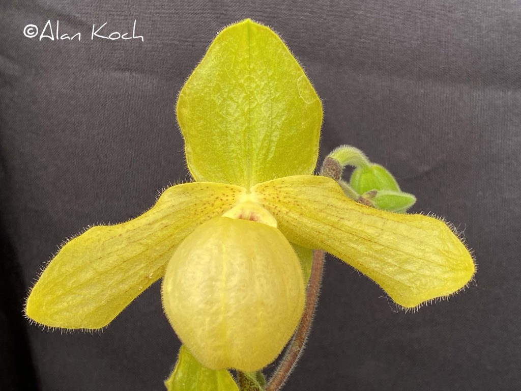 Paph. Envy Green ' Little Ben'