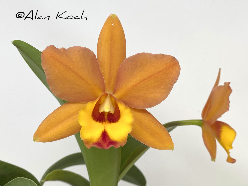 Rlc. Flaming Passion 'Quincy'