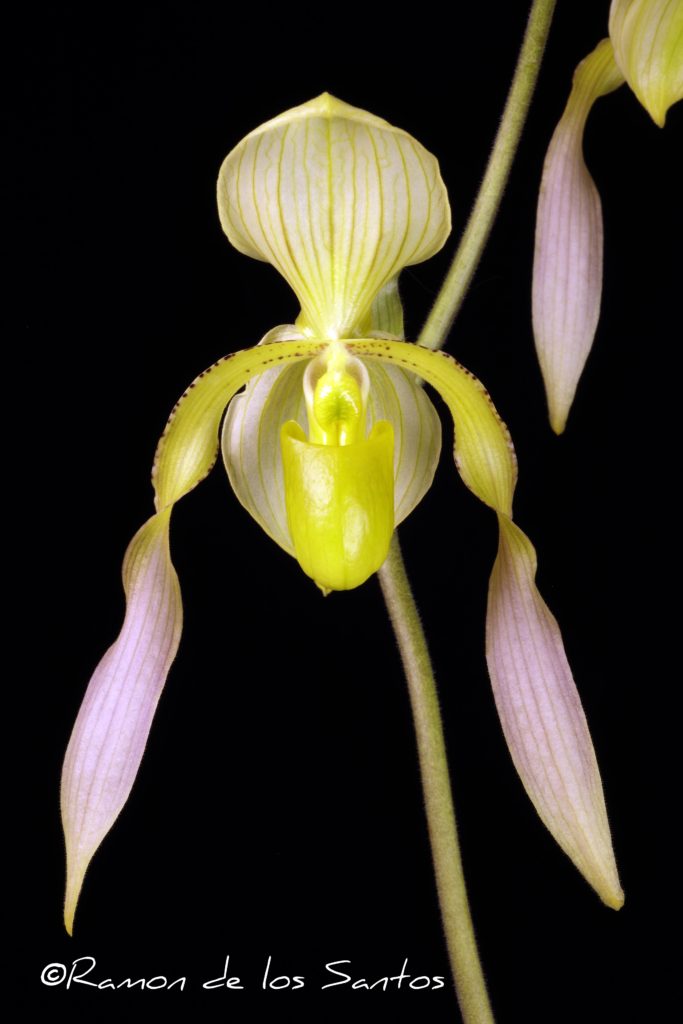 Paph. Berenice 'Amun-Ra'