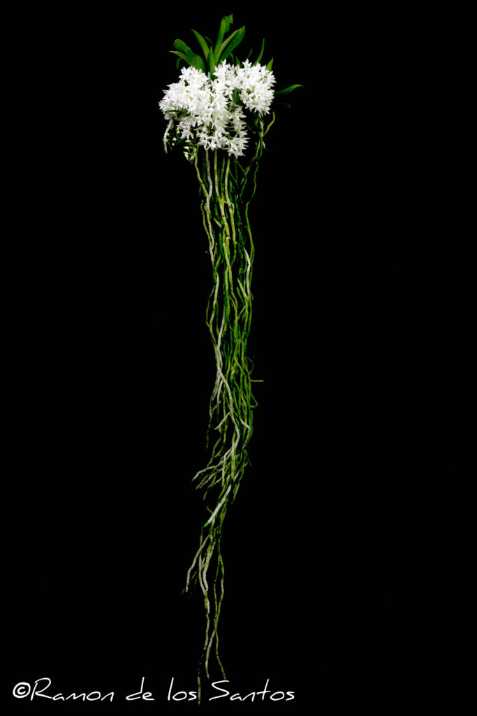 Mystacidium braybonae 'Sierra Snow'