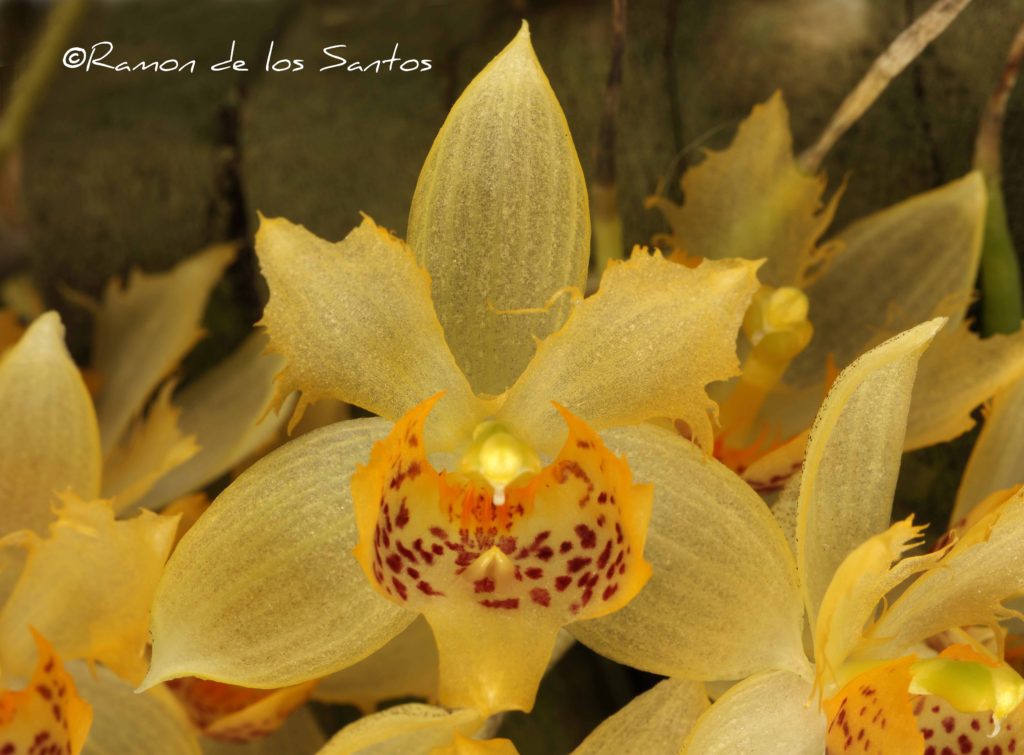 Sievekingia fimbriata 'For Mom'