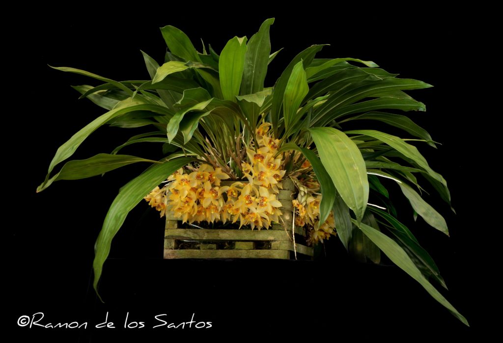 Sievekingia fimbriata 'For Mom'