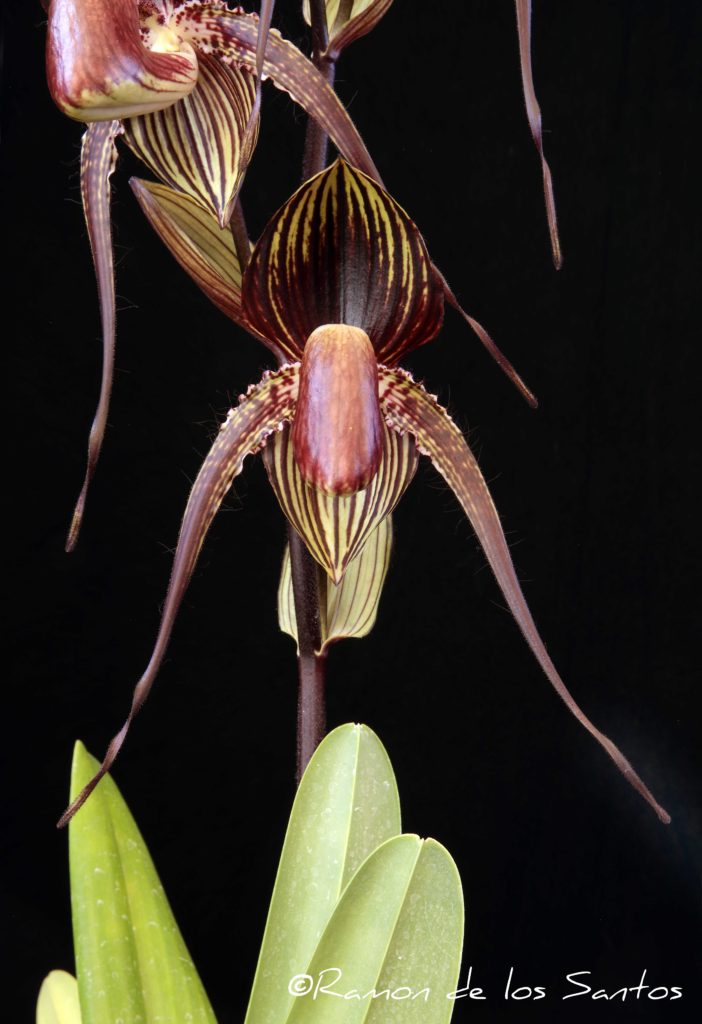 Paph. Hilo Black Eagle 'Bagairt'
