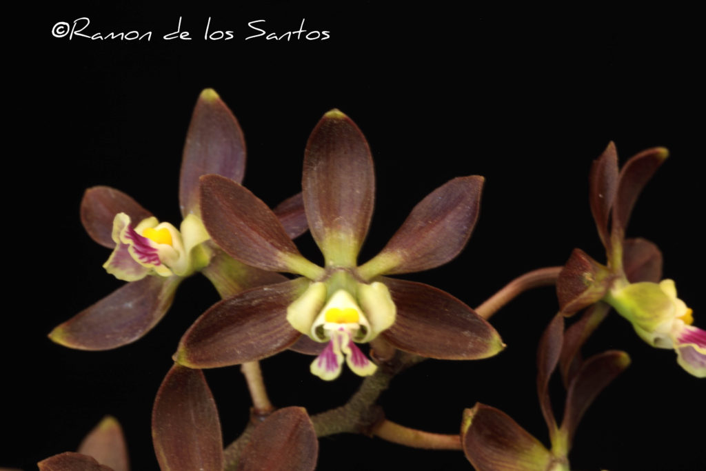 Encyclia guatemalensis 'Memoria Dr, Howard Rachbach'