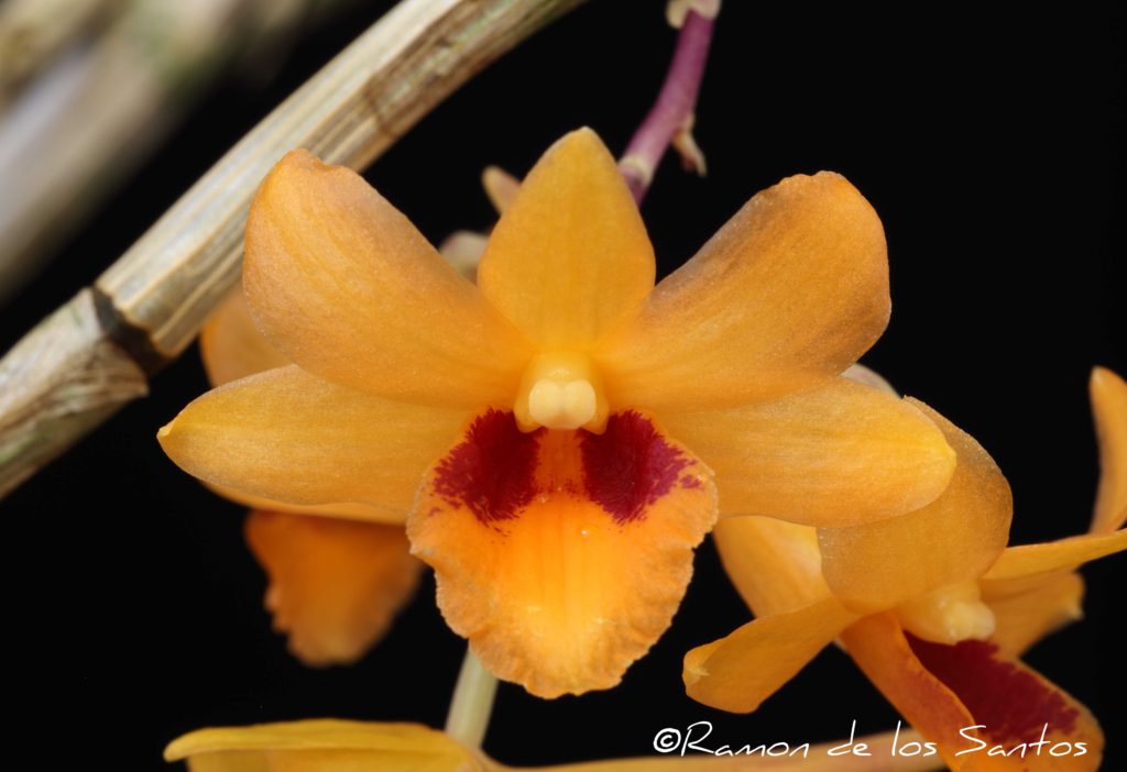 Den. crocatum 'Claudia'