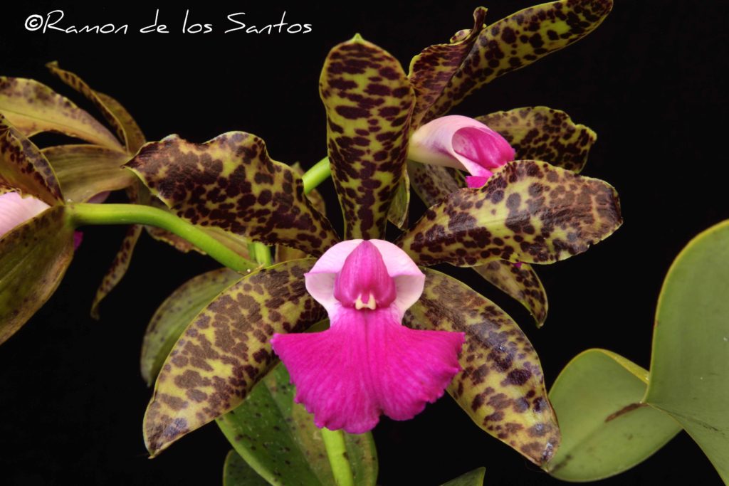 C. Fascelis 'Goodstuff'