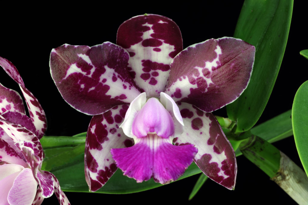 C. Royal Cognac 'Nala'