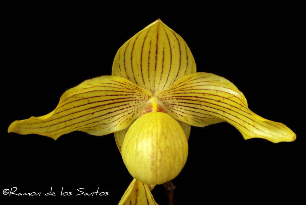 Paph. Dollgoldi 'El Dorado'