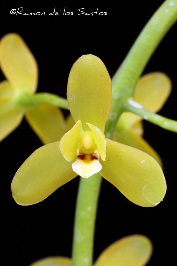 Cym. madidum 'Memoria Steve Williams'