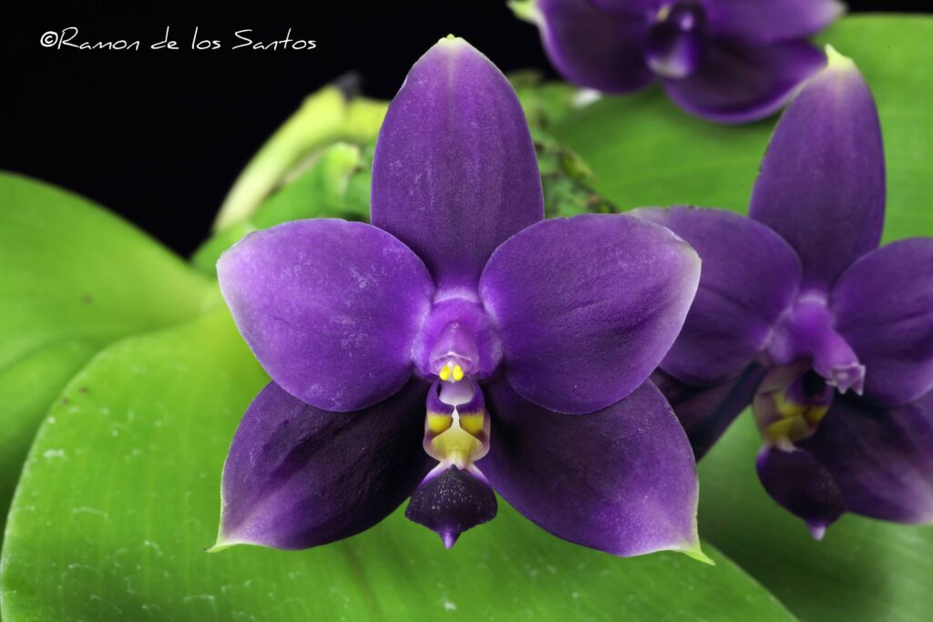 Phal. violacea 'Blue Melencia'