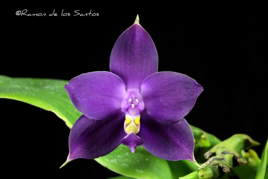 Phal. violacea 'Blue Hector'
