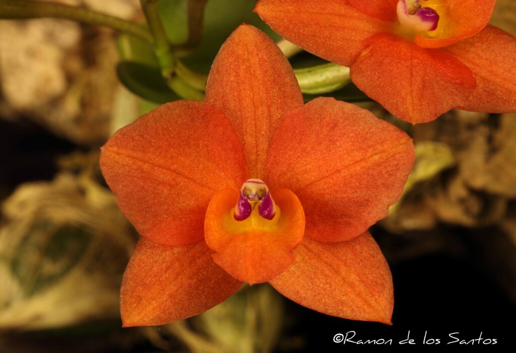 Cattleya cernua ‘Melencia’ – California Sierra Nevada Judging Center