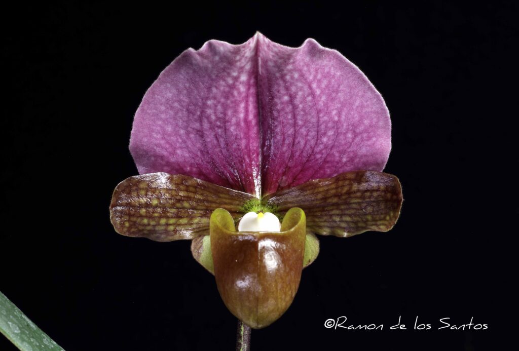 Paph. charlesworthii 'Merlot'