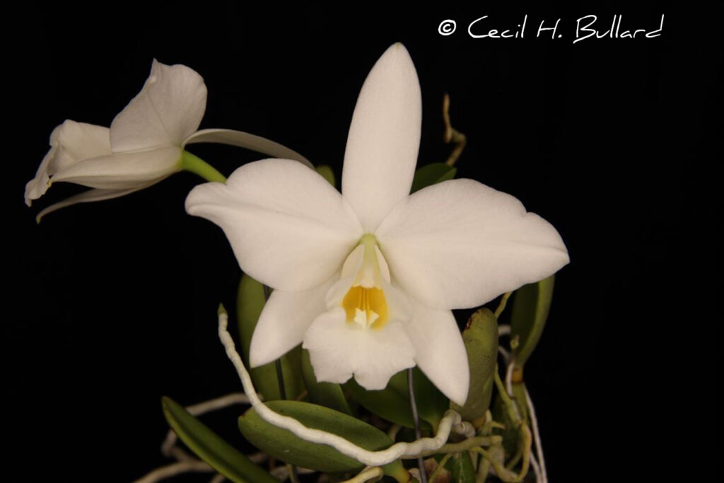 C. pumila alba 'Madison F'