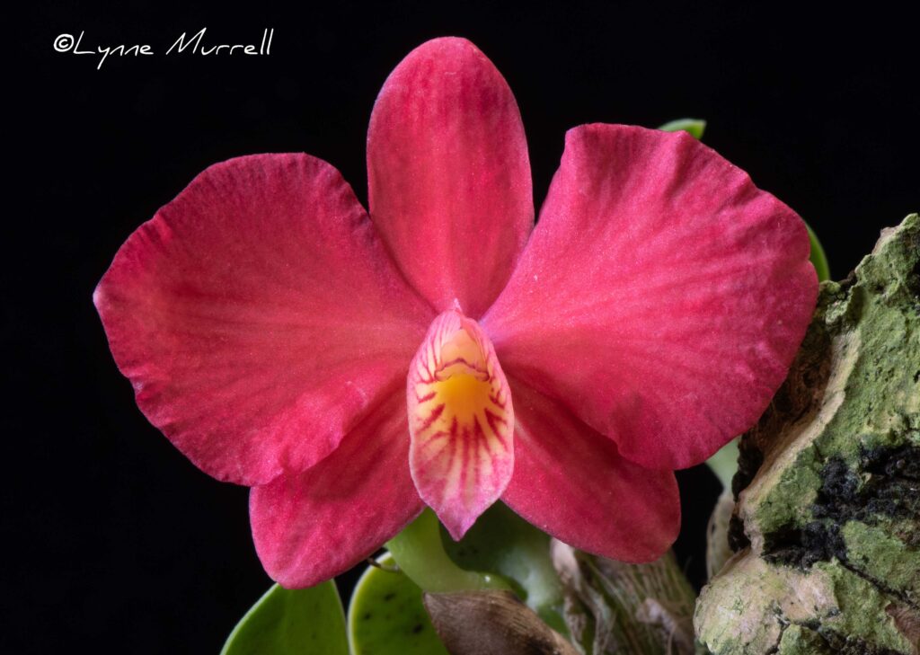 C. brevipedunculata 'Rojo Grande'