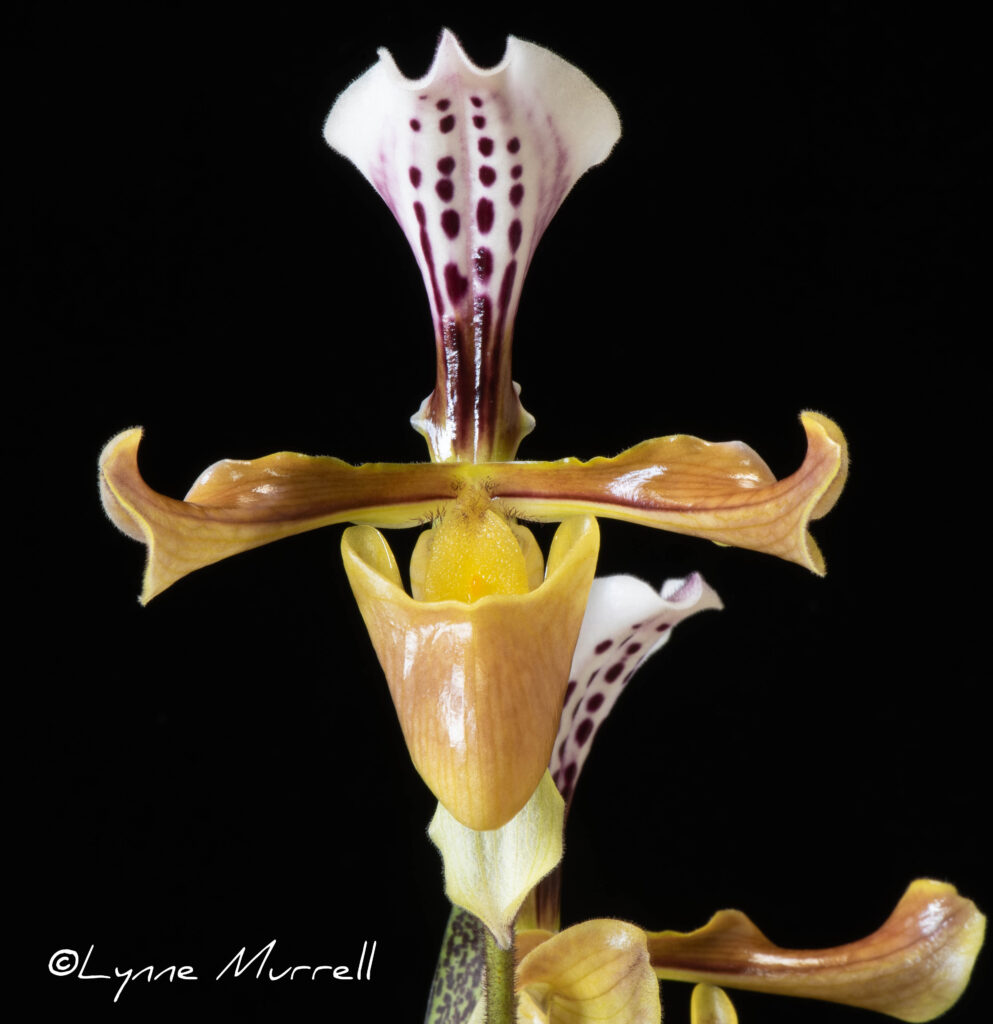 Paph. gratrixianum v. christensonianum 'Eric'