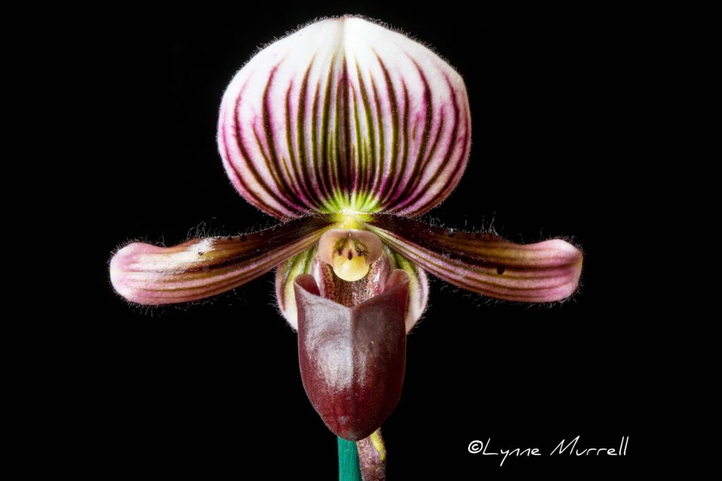 Paph. barbatum 'Sangiovese'