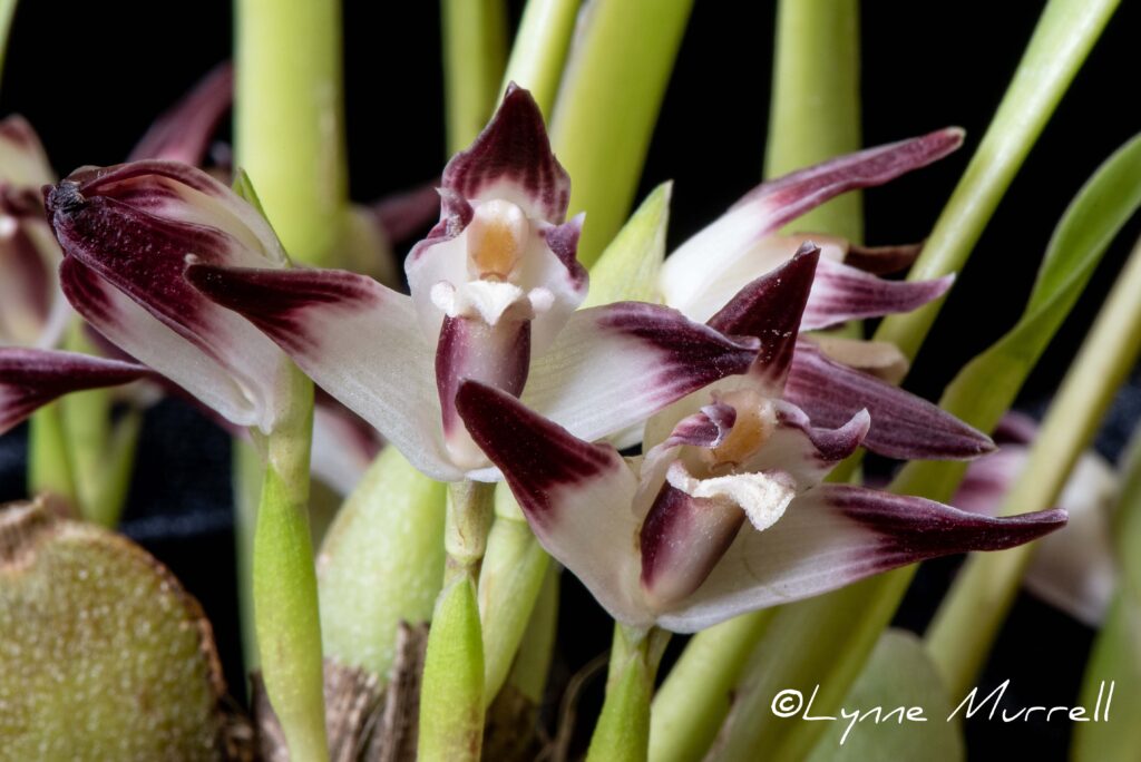Maxillaria johniana 'Bonheur'