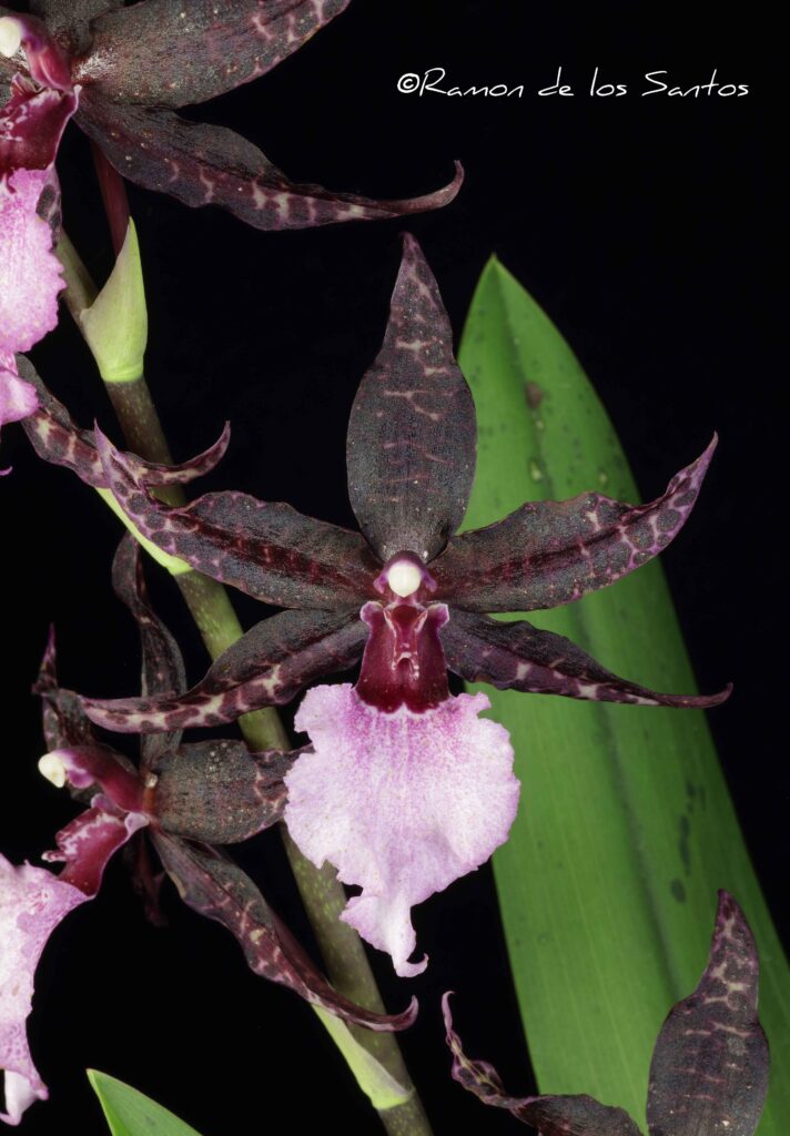 Oncostele Midnight Miracles 'Reagan'