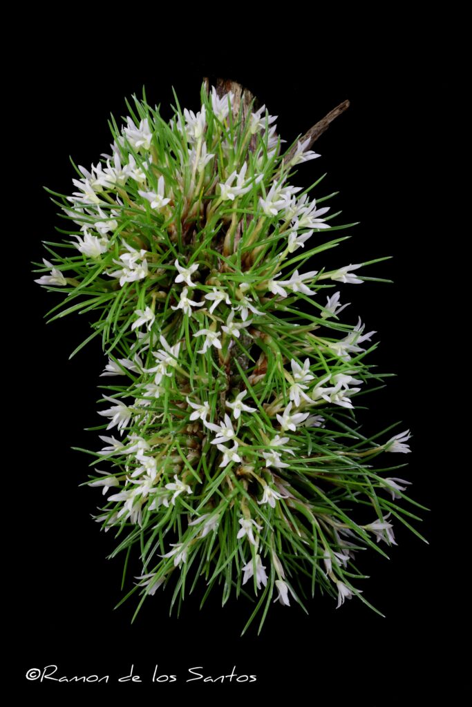 Maxillaria seidelii 'Janet Kaye'