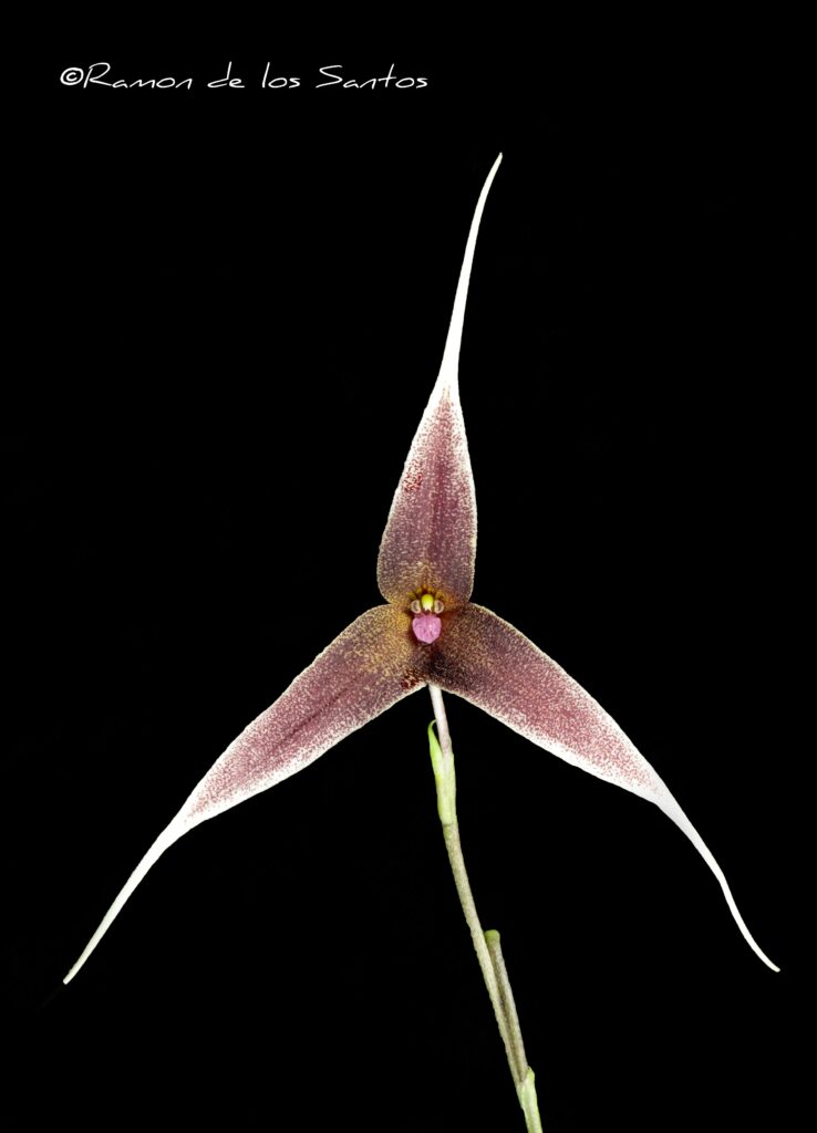 Dracula spectrum (syn. platycreater) 'Thrawn'