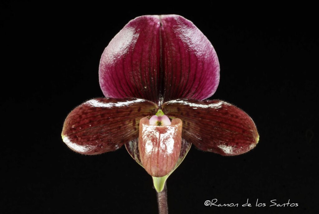 Paph. Paradise in Burgundy 'Cool Plum'
