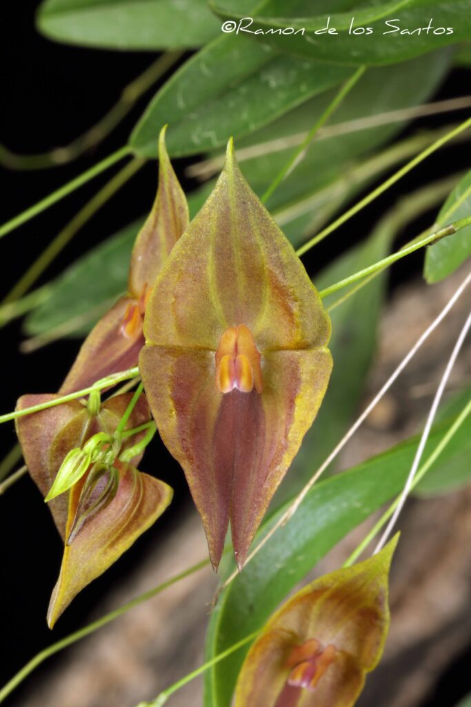 Lepanthes Elegant Escobar 'Reece Herbert'