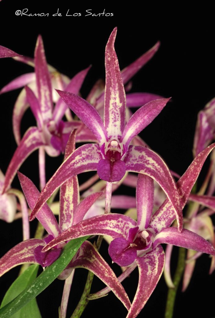 Den. Purple Cluster 'People Eater'