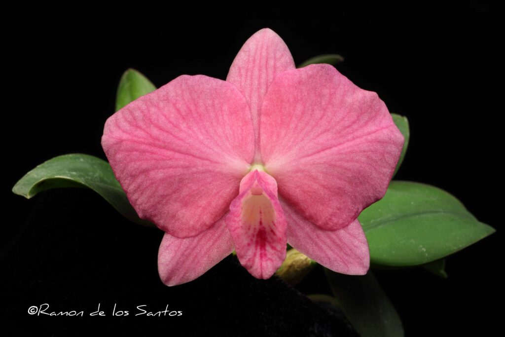 Cattleya Pink Pearl 'Dorothy Helen'