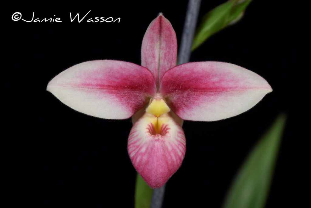 Phrag. Hanne Popow 'Pheope's Treat'